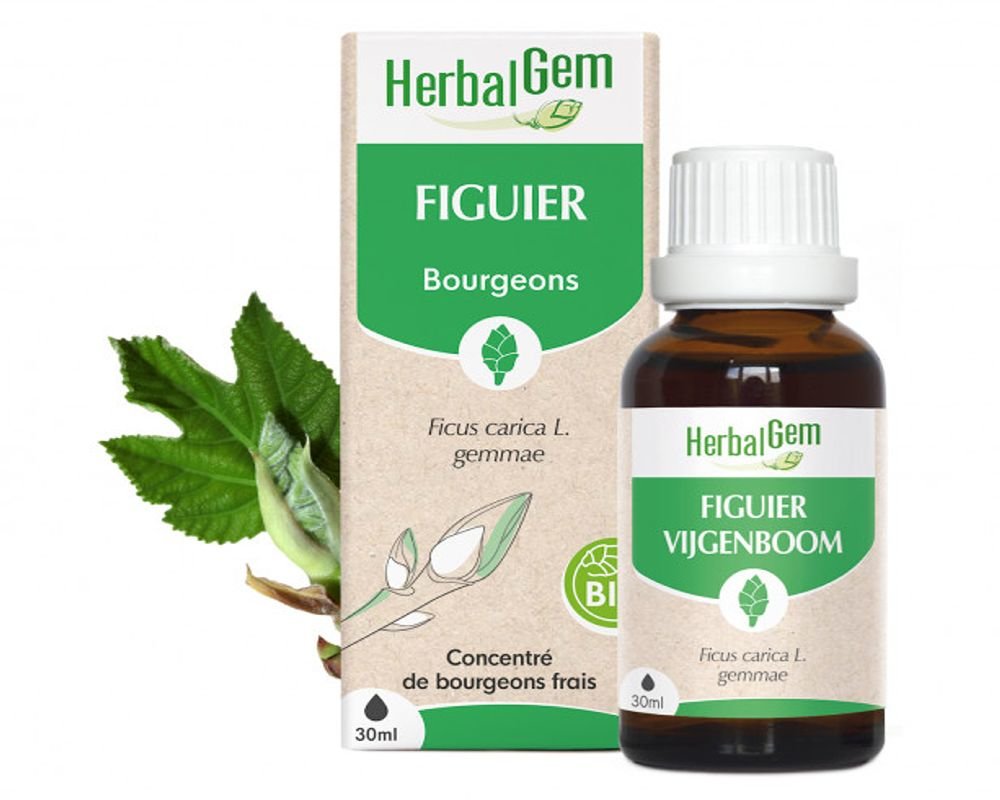 En Combien De Temps Agit Le Bourgeon De Figuier Figuier (Ficus carica) - Bourgeon Bio - Herbalgem - 50 ml