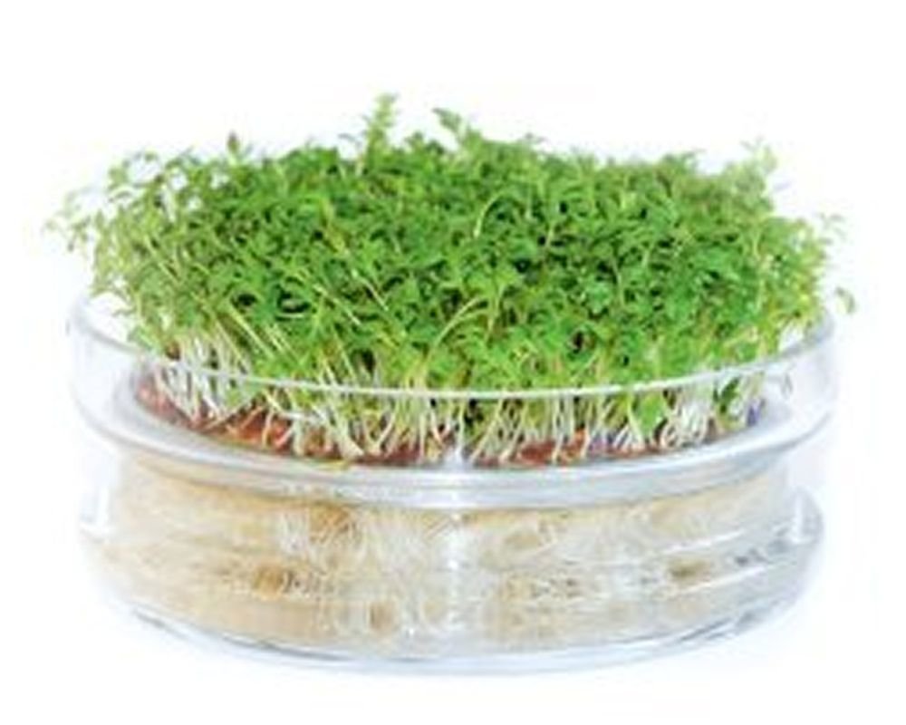 Coupelle De Germination Bardo'Germ - Pour Faire Pousser Des Graines Facilement - Kit Jardinage