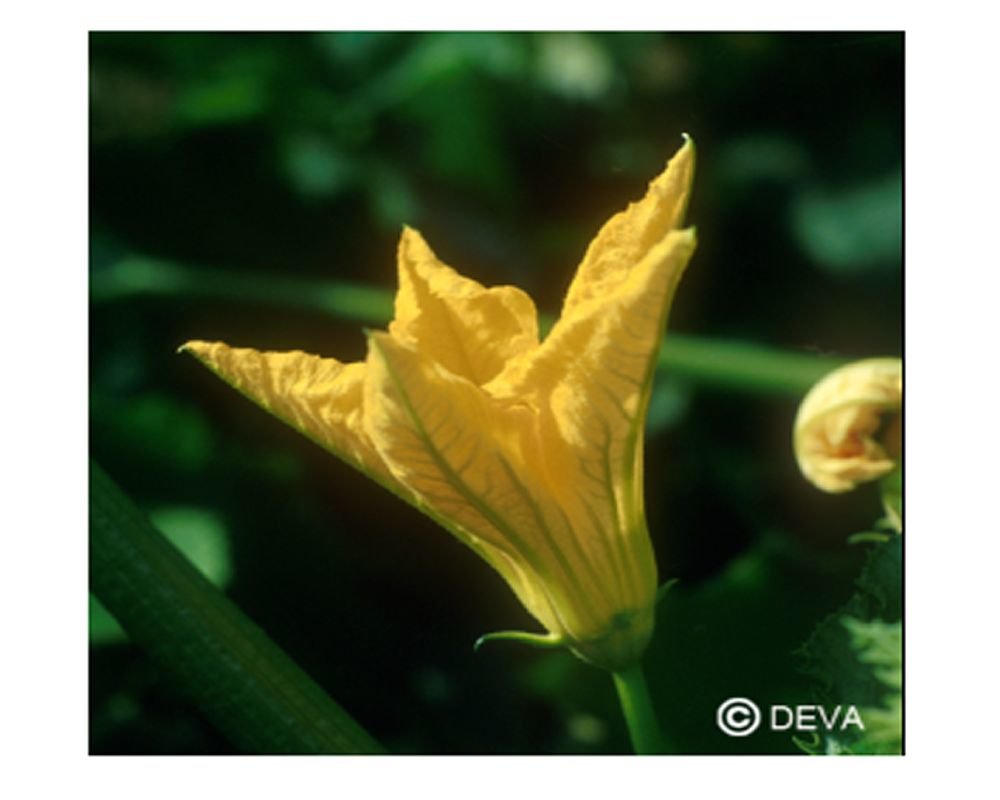 Acheter Erable - Compte-Goutte 10 ml de élixir floral Deva