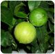 Bergamot