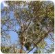 Eucalyptus à bractées multiples