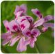 Pelargonium graveolens ou pelarganium asperum ou pelargonium roseum