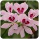 Pelargonium asperum cv. bourbon ou pelargonium graveolens cv. bourbon