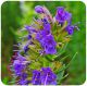 Hyssop