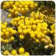 Helichrysum