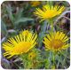 Inula