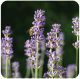 broadleaved lavender