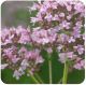 Origanum majorana