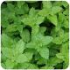 Lemon balm