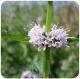 Mentha arvensis