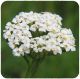 Achillea millefolium