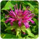 Crimson beebalm Crimson beebalm