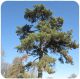 Black pine