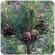 Scots pine