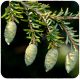 Eastern hemlock