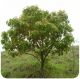 Camphor tree