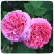 Damask rose