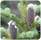 Balsam fir