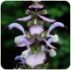 Clary sage