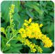 Canadian goldenrod