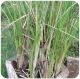 Vetiver