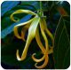 Ylang-ylang