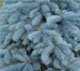 Blue spruce