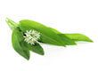 Wild garlic