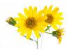 Arnica