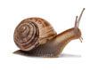Slaver of snail