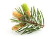 Bourgeons de pin (Pinus Montana)