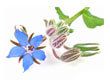 Borage