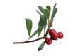 Bearberry