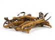 Cordyceps