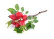 Rosehip