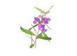 Willow herb with small flowers