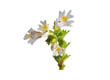 Euphrasia