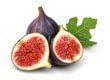 Fig tree