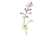 Fumitory