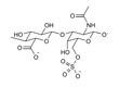 Chondroitin