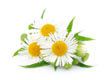 Feverfew