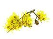 Witch hazel