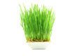 Barley grass