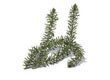 Toothed clubmoss