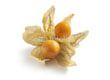 Physalis