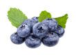 Bilberry