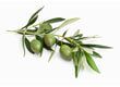 Olive tree