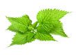 Nettle