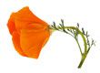 California poppy