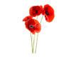 Coquelicot